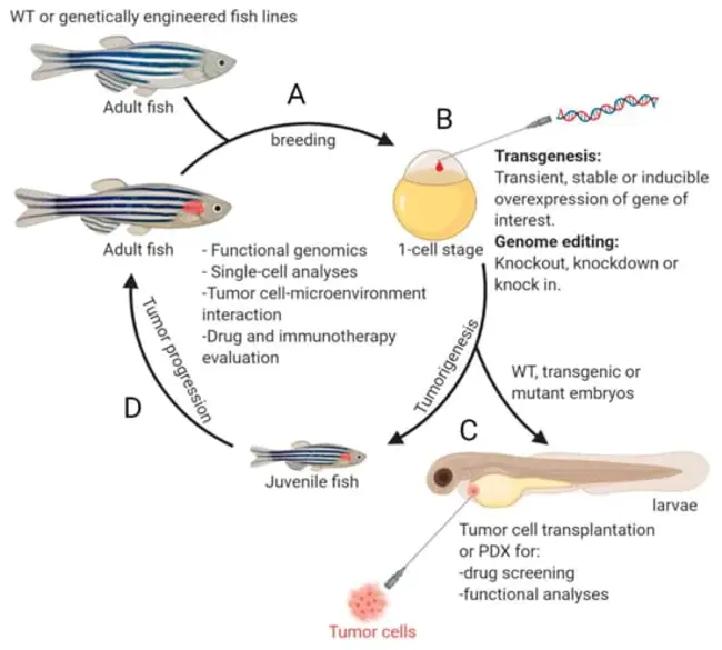 Zebrafish Gene Index : 斑马鱼基因指数