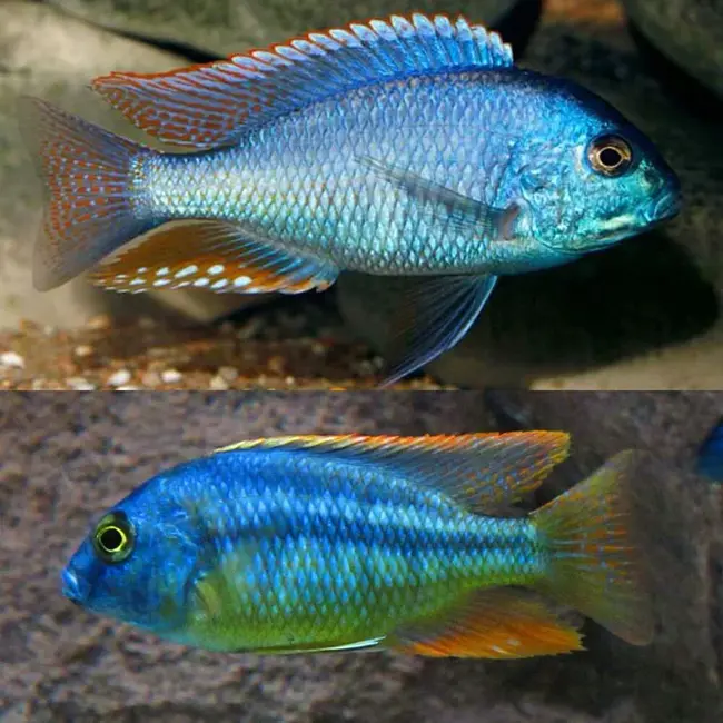 Malawi Cichlid Homepage : 马拉维慈鲷主页