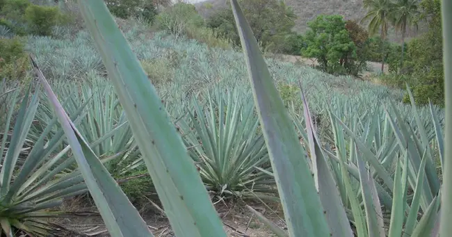 San Baltazar Loxicha Zapoteco: a language of Mexico : San Baltazar Loxicha Zapotec：墨西哥的一种语言