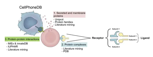B Cell Receptor : B细胞受体