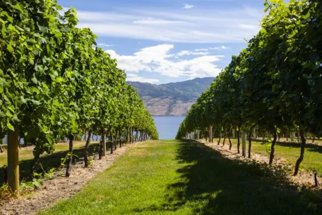 South Okanagan Naturalists Club : 南奥卡纳根自然学家俱乐部