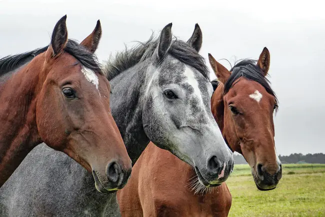 Equine Protazoal Myelitis : 马原生动物脊髓炎