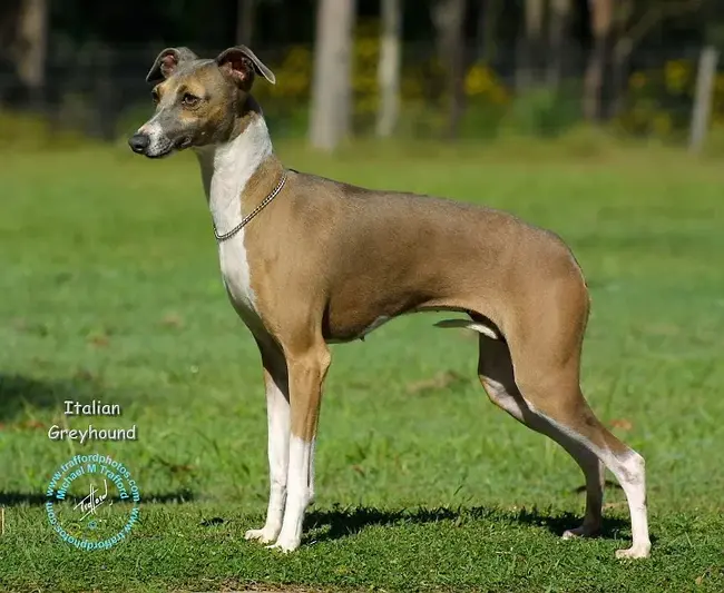 Italian Greyhound : 意大利格雷伊猎犬