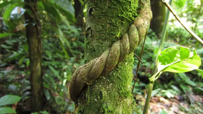 Flora of North America : 北美植物志