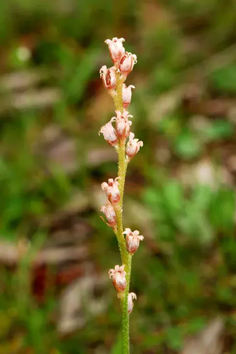 Aletris Lutea Small (plant) : 小黄粉菊（植物）