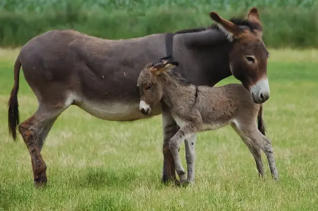 Donkeys In Strategy : 战略中的驴子