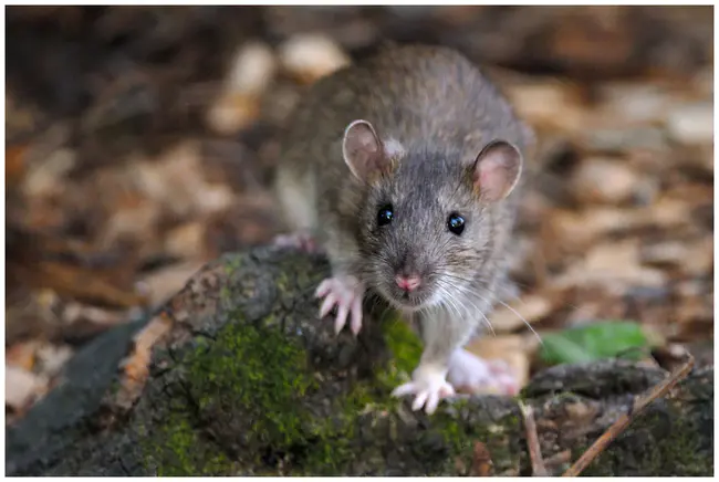 Rattus Norvegicus : 褐家鼠
