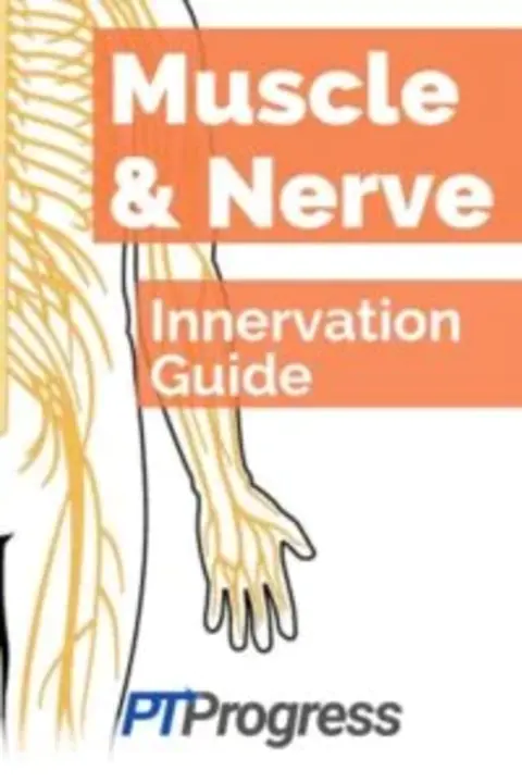 Muscle Sympathetic Nerve Activity : 肌肉交感神经活动