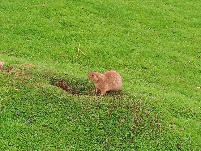 Prairie Dog Specialists : 草原土拨鼠专家