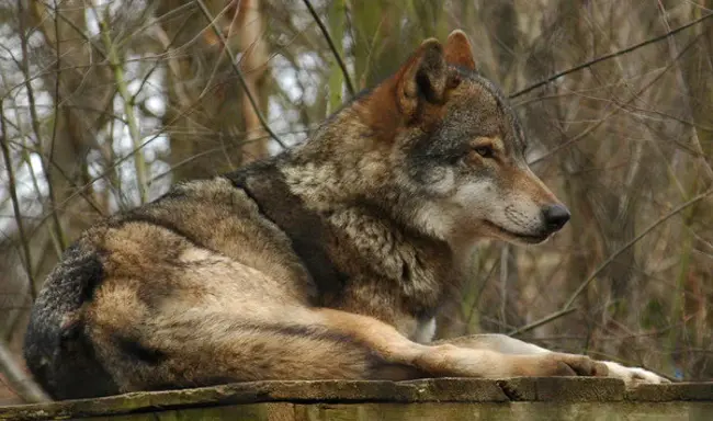 Bengel Wildlife Center : 本格尔野生动物中心