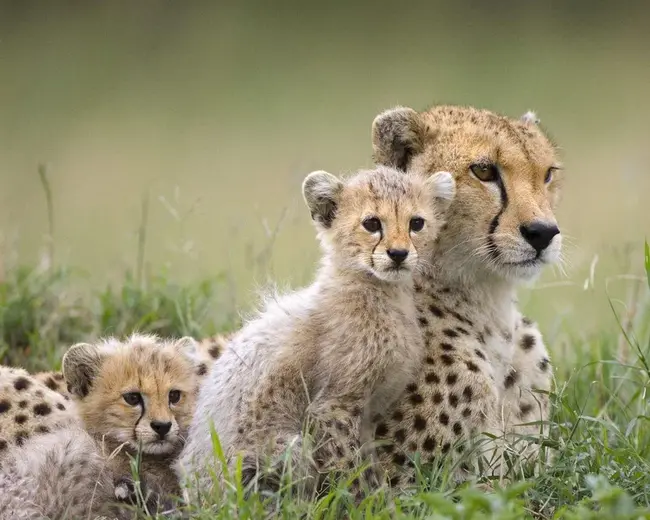 Cheetah Conservation Fund : 猎豹保育基金会