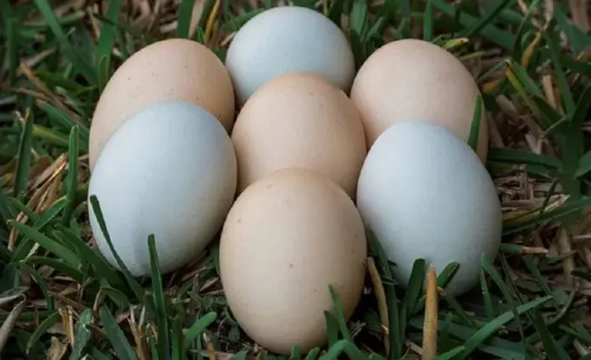 Easter Seal Society of NorthWest Ohio : 俄亥俄州西北部复活节印章协会