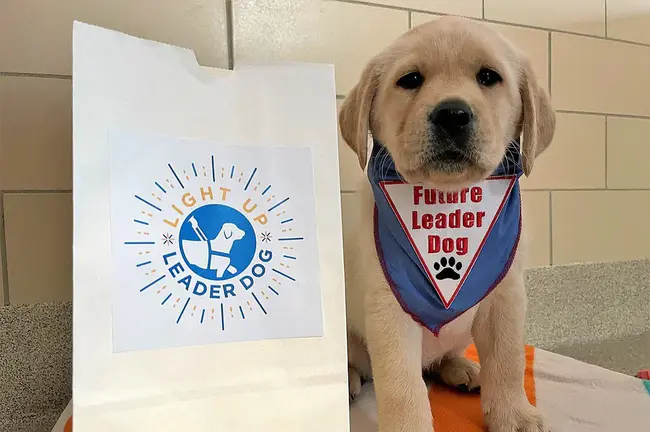 Leader Dogs for the Blind : 盲人导盲犬