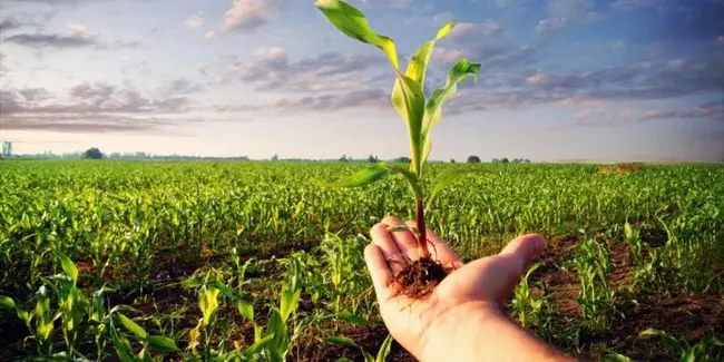 Agronomic Science Foundation : 农学科学基金会