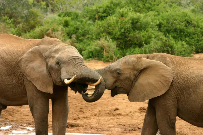 Elephant Sanctuary in Hohenwald : 霍恩瓦尔德大象保护区