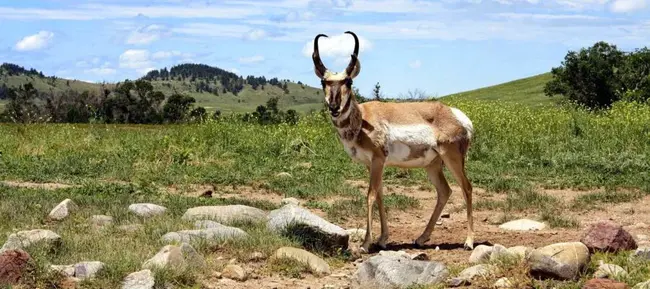 Sonoran Pronghorn Recovery Project : 索诺兰叉角羚恢复项目