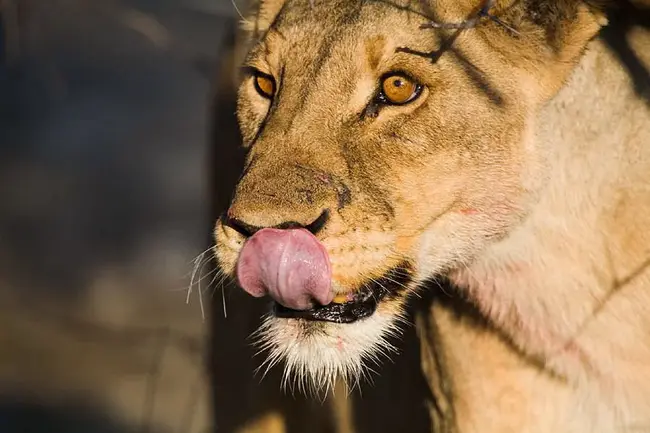 Namibian Wildlife Resorts : 纳米比亚野生动物度假村