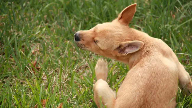 Genital Sniffing Dog : 生殖器嗅探犬