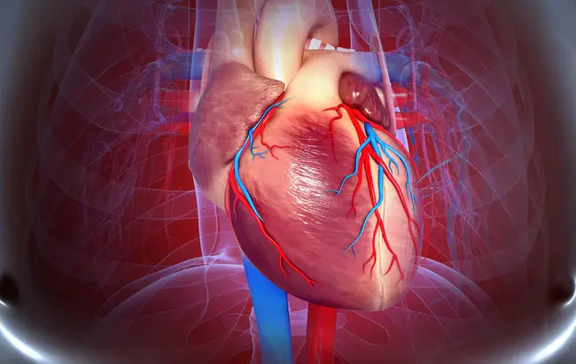 Cardiovascular Nervous System : 心血管神经系统