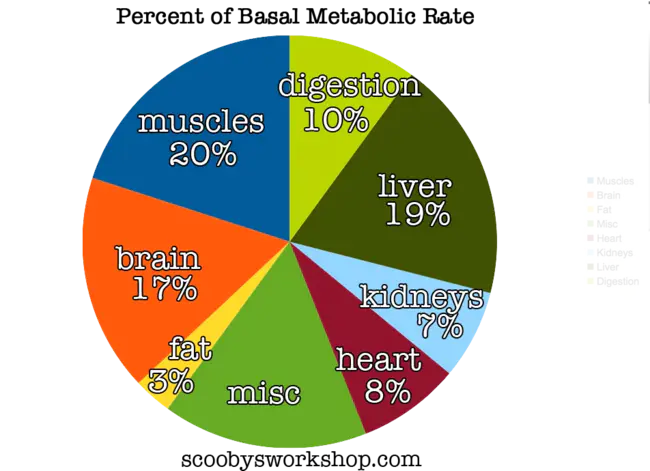 Basal Metabolism : 基础代谢