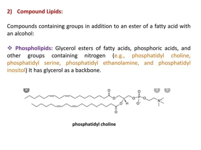 Fat Analysis : 脂肪分析