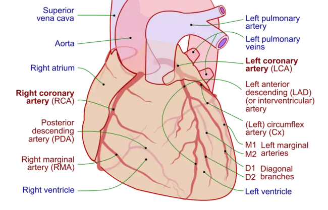 Coronary : 冠状动脉