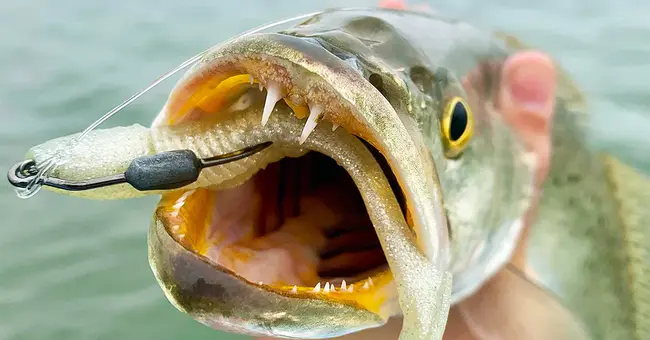 Bonneville Cutthroat Trout : 波恩维尔切喉鳟鱼