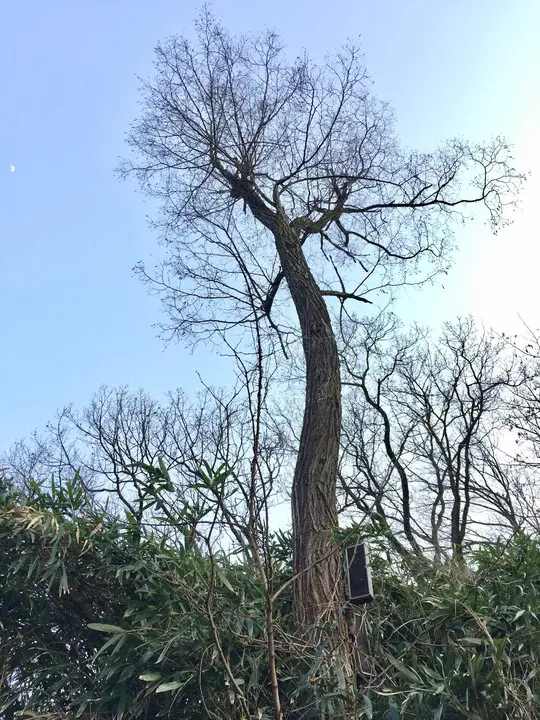 Turning Tree : 转向树