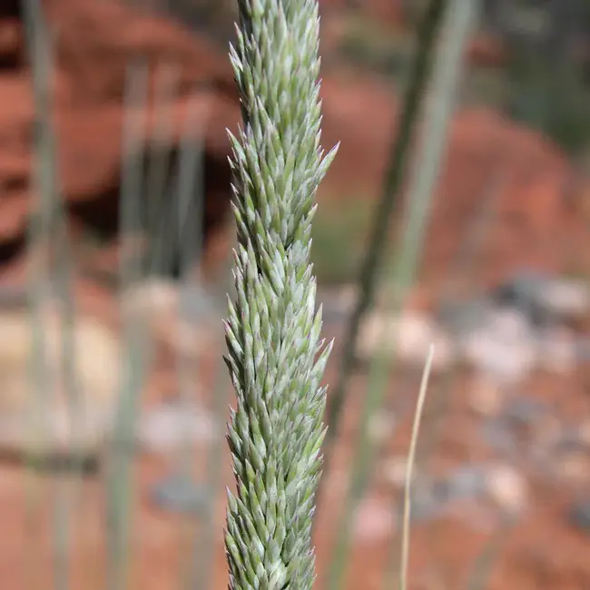 MUhlenbergia FRagilis Swallen : 脆木霉