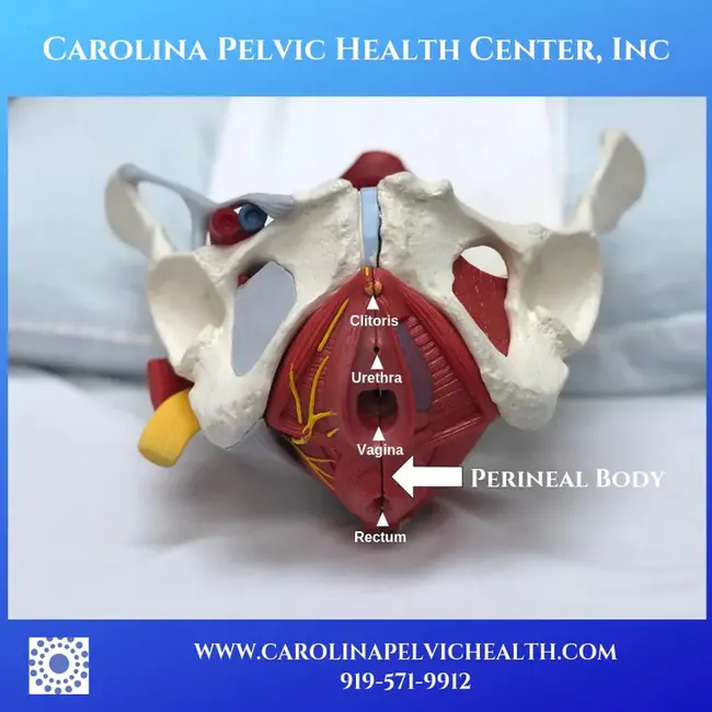 Perineal Urethrostomy : 会阴尿道造口术