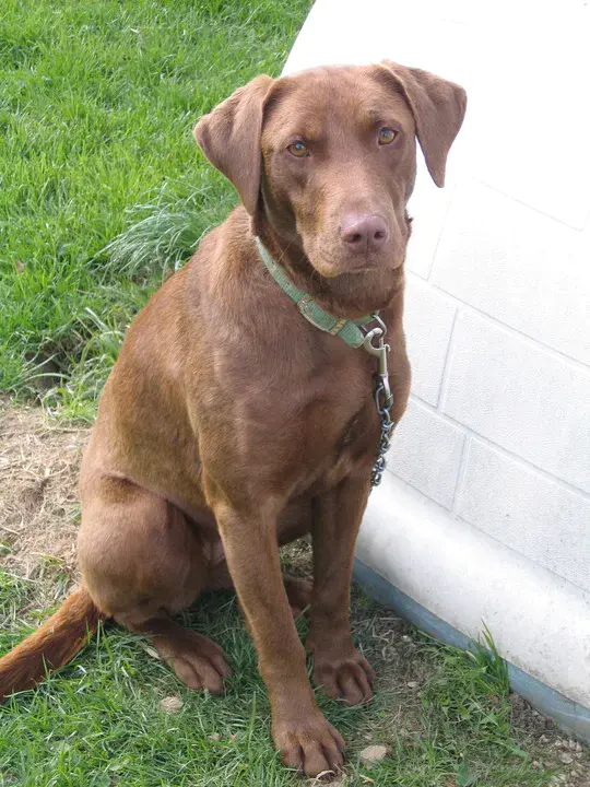 Labrador A Breed : 拉布拉多品种