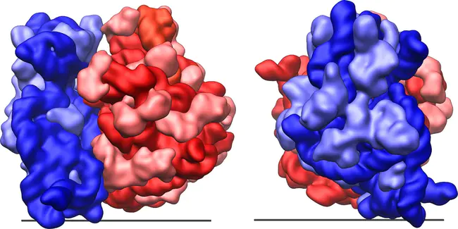 Ribosome Recycling Factor : 核糖体回收因子