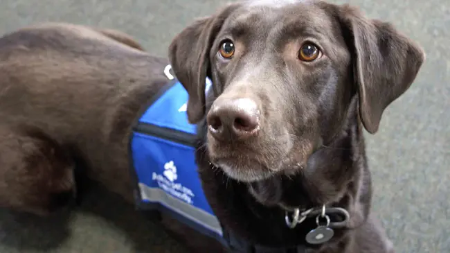 Susquehanna Service Dogs : 萨斯奎哈纳服务犬