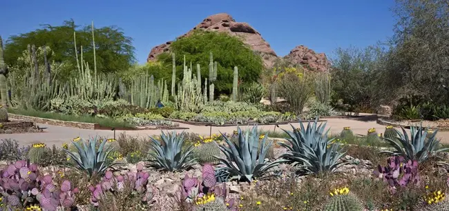 Botanical Research Institute of Texas : 德克萨斯州植物研究所