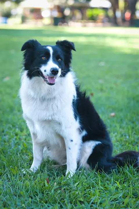 Dog Obedience Protection Academy : 狗服从保护学院