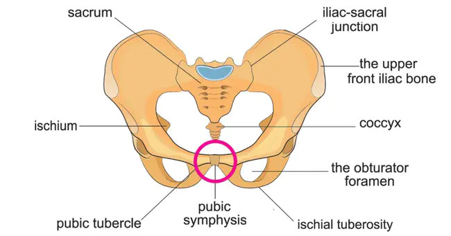 Symphysis Pubis Dysfunction : 耻骨联合功能障碍