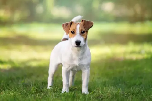 Jack Russel : 杰克罗素