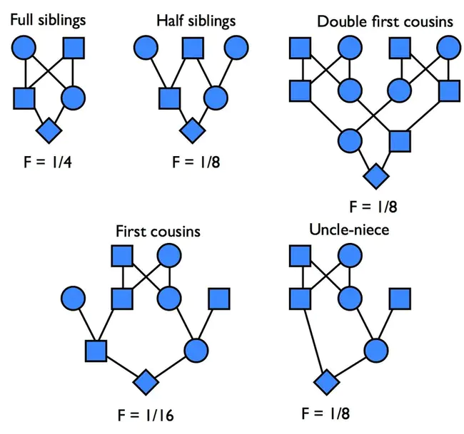 Coefficient Of Inbreeding : 近交系数