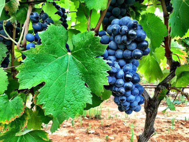 Mourvedre Syrah Grenache : 慕合怀特西拉歌海娜