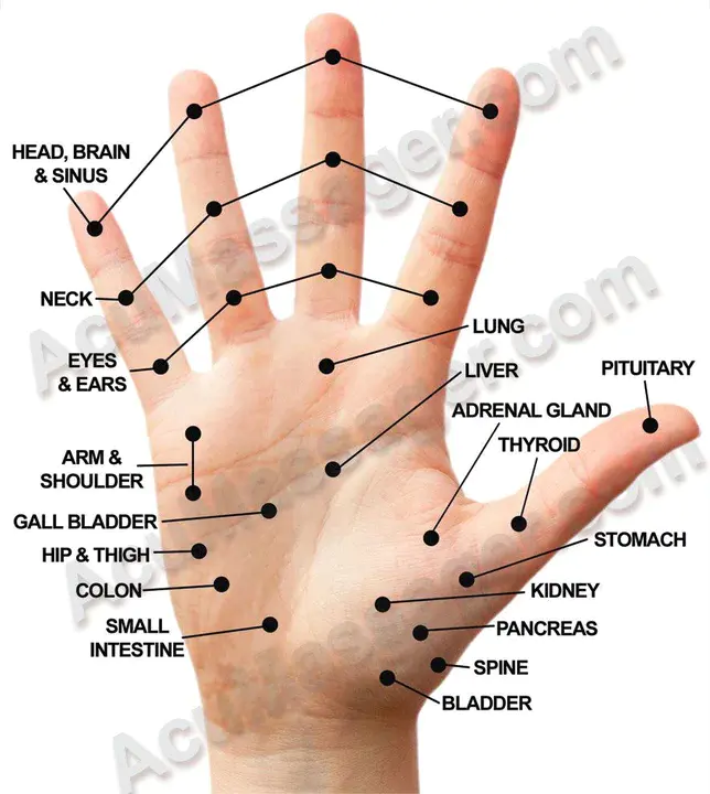 Acupuncture Association of Chartered Physiotherapists : 特许理疗师针灸协会