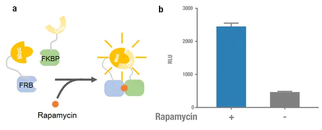 FKBP-Rapamycin Associated Protein : FKBP雷帕霉素相关蛋白