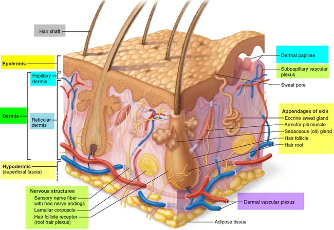 Derma-Membrane Structure : 真皮膜结构