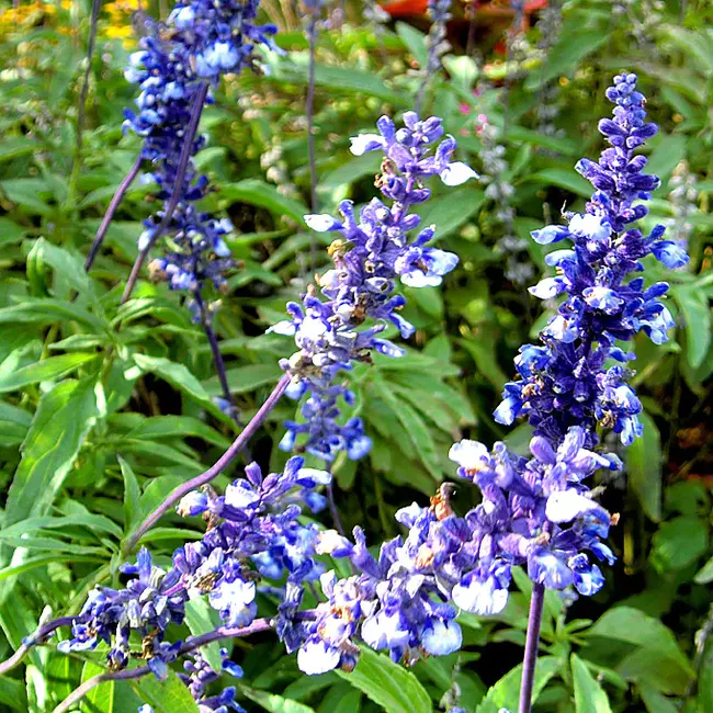 Salvia Miltiorrhiza Bunge Injection : 丹参注射液