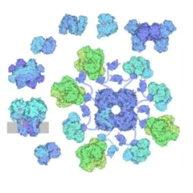 Biochemistry Cell and Developmental Biology : 生物化学细胞与发育生物学