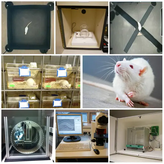 Laboratory Animal Resource Center : 实验动物资源中心