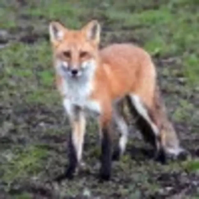 Farm Wildlife Habitat Program : 农场野生动物栖息地计划