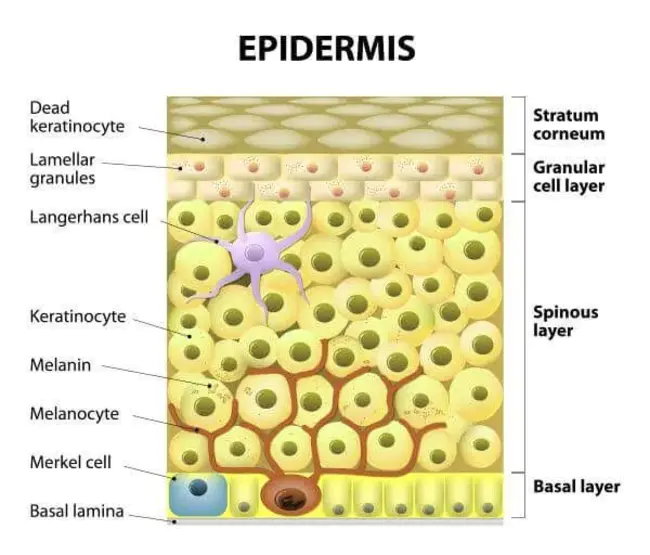 Langerhans Cells Conditioned Medium : 朗格汉斯细胞条件培养基