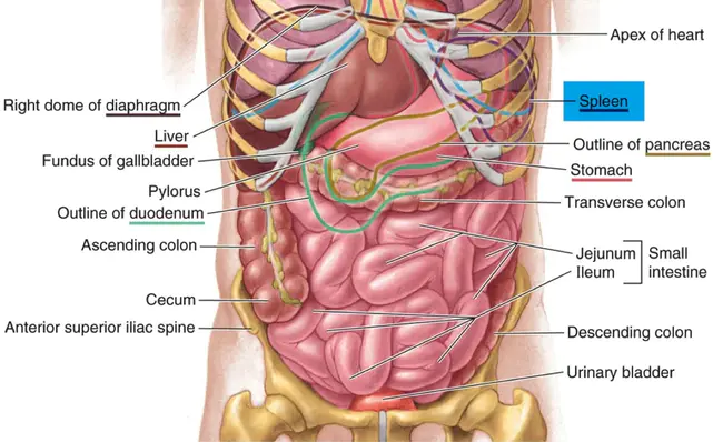 Spleen Derived Immunosuppressive Peptide : 脾源免疫抑制肽