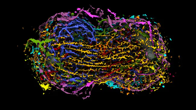 Tomers The Institute For Genomics Research : 托默斯基因组研究所