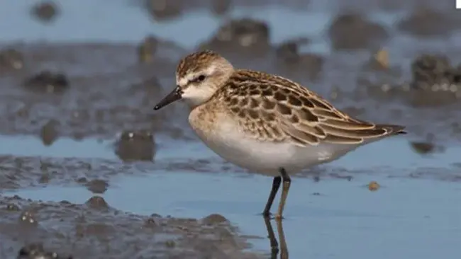 Canadian Landbird Monitoring Strategy : 加拿大陆鸟监测战略